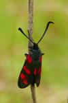 Zygaena filipendulae/transalpina