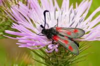 Zygaena sarpedon