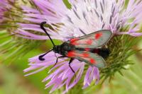 Zygaena sarpedon