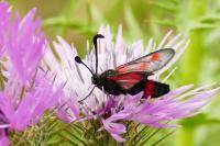 Zygaena sarpedon