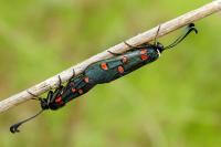 Zygaena lavandulae