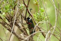 Zygaena lavandulae