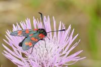 Zygaena filipendulae