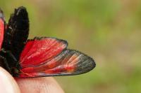 Zygaena filipendulae