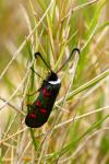 Zygaena lavandulae