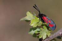 Zygaena loti