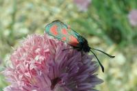 Zygaena loti