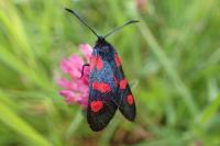Zygaena trifolii