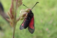 Zygaena trifolii