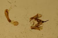 Adscita statices