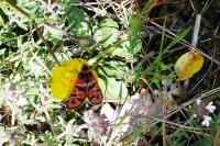 Zygaena fausta