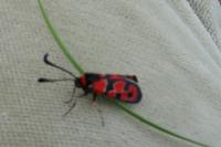 Zygaena fausta
