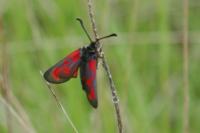 Zygaena loti