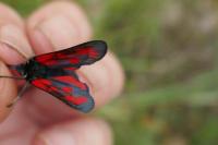 Zygaena loti