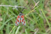 Zygaena rhadamanthus
