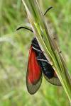 Zygaena nevadensis gallica