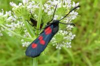 Zygaena trifolii