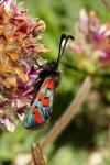 Zygaena rhadamanthus