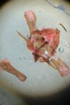 Jordanita globulariae