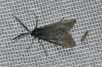 Jordanita globulariae
