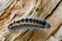 Rhagades pruni