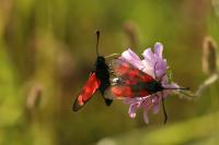 Zygaena filipendulae