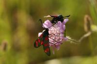 Zygaena filipendulae
