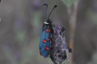 Zygaena lavandulae