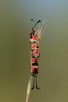 Zygaena fausta
