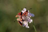 Zygaena fausta