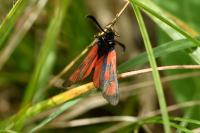 Zygaena loti