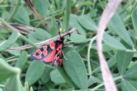 Zygaena fausta