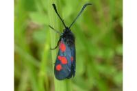 Zygaena trifolii