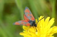 Zygaena loti