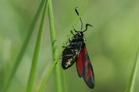 Zygaena filipendulae