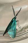 Jordanita globulariae