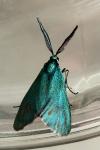 Jordanita globulariae