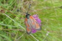 Zygaena loti