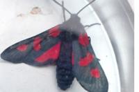 Zygaena trifolii