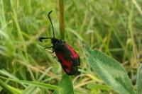 Zygaena trifolii