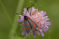 Zygaena transalpina