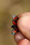 Zygaena transalpina