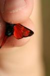 Zygaena transalpina