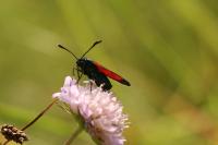 Zygaena transalpina