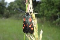 Zygaena filipendulae