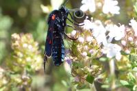 Zygaena lavandulae