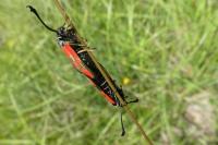 Zygaena loti