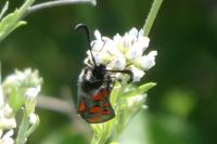 Zygaena rhadamanthus