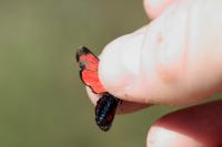 Zygaena transalpina