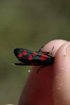 Zygaena transalpina